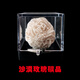 天然沙漠玫瑰黃鐵礦貓礦愚人金/巖/石/頭礦石原石晶體標本/盒擺件 沙漠玫瑰2.3-3cm