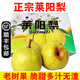 【順豐】萊陽(yáng)慈梨 山東煙臺萊陽(yáng)特產(chǎn)貢梨脆甜梨子 新鮮水果 禮盒 6個(gè)特大果 約7斤 精選