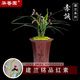 華香園華香園蘭花 赤誠 建蘭色花 幽香型 辦公室內盆栽鮮花耐陰綠植 赤誠1苗裸根發(fā)貨 不帶花苞
