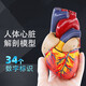 富佑福心臟模型醫學(xué)模型人體心臟解剖模型1:1教學(xué)模型 B款帶34個(gè)標識