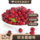 【順豐】新鮮黑龍江撫遠(yuǎn)冷凍蔓越莓 小紅莓女性脆酸水果泡水漿果 【順豐】1000g