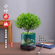 綠有意小葉赤楠老樁盆景苗植物花卉微景觀(guān)水培辦公室內好養四季常青盆栽 旭日東升盆+仿木底座+苔蘚