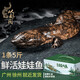 從都園順豐包郵娃娃魚活體生鮮大鯢海鮮水產(chǎn)鮮活淡水魚肉質(zhì)鮮美3-18斤 一條5斤