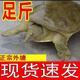 【鮮活】足斤外塘生態(tài)大甲魚(yú)王八中華鱉水團魚(yú)水產(chǎn)品外塘野養老鱉 2.5-2.8斤 鮮活甲魚(yú)