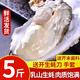 生蠔 乳山生蠔鮮活牡蠣 新鮮海蠣子牡蠣貝類(lèi) 現捕現發(fā)生鮮 5斤特大號4-6兩（約8-12個(gè)）