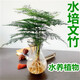 中夢【水培文竹】室內(nèi)綠植花卉盆栽水培植物青客廳水培盆景 三年文竹+風(fēng)信子玻璃瓶