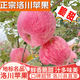洛川蘋果陜西延安特產(chǎn)紅富士時(shí)令蘋果水果禮盒送蘋果生鮮新鮮脆甜整箱批發(fā) 10斤爆賣70-75mm（凈重8.5斤）