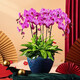 綠韻花田【兩小時(shí)達(dá)】蝴蝶蘭盆栽帶花苞花劍花盆真花蘭花送長(zhǎng)輩教師節(jié)禮物 6株紫色（瓷盆隨機(jī)）