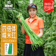 IDEAL理想農(nóng)業(yè) 豇豆種子長(zhǎng)豆角缸豆蔬菜菜籽長(zhǎng)豆角糯米豇豆角種子大全