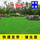 卓天（ZHUOTIAN）進(jìn)口草坪種子草籽四季常青矮生免修剪庭院護坡綠化耐寒耐旱草種子 地毯草一斤