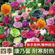 旺浦商貿(mào)康乃馨花種子四季開花不斷盆栽花卉觀花植物室內(nèi)外庭院易種活花籽 康乃馨種子【混色】300粒+肥