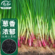 壽禾 紅根小香蔥種子苗盆栽種植四季庭院菜種籽 濰育紅根小蔥種子20g
