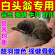 AITAR白頭翁鳥(niǎo)糧白頭婆紅耳鵯幼崽雛鳥(niǎo)飼料淡臀中國(guó)鵯紅嘴山鴉喜鵲鳥(niǎo)食 500g 1袋
