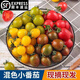 辰實【順豐】圣女果混裝 新鮮小番茄 黃色夏日陽光 紅色小柿子 4斤（多色混裝）推薦