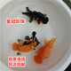 金魚(yú)皇冠珍珠金魚(yú)包金鼠頭精品珍珠金魚(yú)苗觀(guān)賞魚(yú)好養活體魚(yú) 皇冠珍珠魚(yú)5-6cm5條