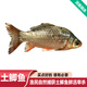 品鮮肴淡水魚(yú)生態(tài)大鯽魚(yú)土鯽魚(yú)新鮮漁民自然捕獲鮮活魚(yú)現殺河鮮生鮮水產(chǎn) 800g（凈膛前1kg）每份4條裝
