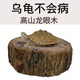 蒂樂森烏龜曬臺(tái)龍眼天然木曬背臺(tái)懸浮烏龜休息臺(tái) 高3厘米寬7厘米左右送葉子