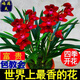 胭脂紅 蘭花四季開(kāi)花寬葉濃香型盆栽室內蘭花卉綠植蘭花苗 富貴 7-9苗當年開(kāi)花帶簡(jiǎn)易盆+花土