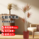 臨雅七彩千年木盆栽大型綠植辦公室內客廳好養吸甲醛植物源頭直發(fā)
