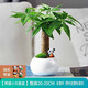綠蔭巷子發(fā)財樹(shù)盆栽室內客廳桌面綠植小盆景三桿發(fā)財樹(shù)苗招財樹(shù)植物花卉 【小白瓷】單桿+小熊貓+苔蘚+托