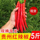 囧仙子新鮮紅辣椒二荊條紅海椒應(yīng)季美人椒泡椒菜椒剁椒線椒 紅二荊條5斤