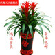 【JD物流】鴻運(yùn)當(dāng)頭綠植盆栽花卉植物四季開花室內(nèi)客廳水培植物紅星鳳梨水養(yǎng)植物盆花 3課一盆40到50厘米高 含盆