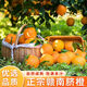 集南鮮 贛南臍橙 新鮮現摘江西橙子 當季孕婦生鮮水果禮盒 彩箱10斤 單果200-330g 凈重9斤特級大果