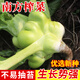 種菜記 榨菜種子北方榨菜/南方榨菜秋季種都特大卵圓形青菜頭蔬菜種籽 南方種植榨菜8克/袋