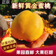 夢(mèng)茜兒新鮮丹東黃油桃 黃金蜜桃露天蜜桃黃金油桃5斤新鮮水果 2斤A級小果【100g+】 爆甜多汁 新鮮現摘
