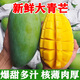 味果生大青芒新鮮水果當季熱帶甜心芒果青皮金煌大芒果現摘整箱 9斤 精選特大果【400-500g】