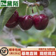 黛陌 櫻桃苗嫁接櫻桃樹(shù)苗美國車(chē)厘子黑珍珠盆栽地栽當年結果南方北方 大紫拉賓斯5年苗(當年結果)