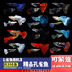 余三哥（yusange）孔雀魚(yú)活魚(yú)純種觀(guān)賞魚(yú)小型淡水好養熱帶魚(yú)活體苗斗魚(yú)胎生金魚(yú) 純種精品孔雀魚(yú)20條