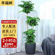 Only you【兩小時(shí)達】發(fā)財樹(shù)金錢(qián)樹(shù)散尾葵天堂鳥(niǎo)福祿桐室內盆栽開(kāi)業(yè)喬遷 步步高幸福樹(shù)