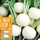 IDEAL理想農(nóng)業(yè) 揚(yáng)州圓白蘿卜種子四季蔬菜種籽盆栽秋播清甜脆蘿卜種子
