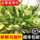 辰實(shí)【順豐】新鮮采摘烏飯葉子 宜興現摘南燭葉 特產(chǎn)黑飯草頭烏米粽 2斤