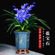 超香型 蘭花 藍寶石 室內(nèi)盆栽花卉綠植 基地直銷 藍寶石  1苗價格