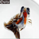 森悠（SARYOR）蝶尾金魚活體觀賞魚包金冷水魚苗 【五花蝶尾】7-8cm