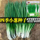播種心情四季小香蔥種子家庭菜園易活陽(yáng)臺盆栽蔥籽蔬菜種籽庭院 四季小香蔥種子1包