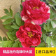 臨雅牡丹花苗正宗山東菏澤洛陽(yáng)芍藥鮮花大苗室外盆栽重瓣觀賞樹苗花卉 牡丹島錦大苗
