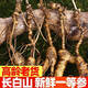 花色堂10-15年正宗長白山林下籽野生 新鮮微殘人參足齡皮老紋深參味濃 精選微殘[高齡老參]限時特惠/ 15年鮮參:滋補泡酒/巨惠/微殘[430克]
