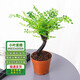 通沭小葉紫檀室內(nèi)盆栽綠植四季常青綠色植物 小葉紫檀+原盆源頭直發(fā)