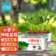 IAM City Farmer盆栽小蘿卜DIY種植趣味蘿卜種子家庭種菜幼兒園兒童好種易活10100