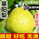 熊小二萊陽(yáng)梨正宗萊陽(yáng)茬梨新鮮水果5斤10斤包郵批發(fā)當季整箱禮盒照旺莊 正宗萊陽(yáng)梨4.8-5斤大果4-6個(gè)脆甜
