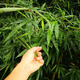 北京同仁堂現采山林竹葉心天然竹心嫩芽竹芯竹卷心新鮮竹葉中藥材嫩竹心涼茶 竹心鮮品100克