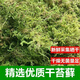 干水苔蝴蝶蘭君子蘭花多肉石斛營養(yǎng)泥土苔蘚盆栽保濕烏龜冬眠墊材潤景 精選干苔蘚(500克)
