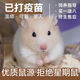 寵以沫倉(cāng)鼠活物已打過(guò)疫苗長(zhǎng)毛金絲熊三線紫倉(cāng)布丁銀狐籠子家養(yǎng)小寵物 布丁一對(duì)