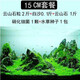 森淵 魚(yú)缸造景套餐水草泥草種子假山石頭造景石底砂魚(yú)缸裝飾水族箱草 15cm套餐