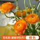 進(jìn)口花毛茛種球洋牡丹重瓣種球開大花室內(nèi)外陽臺(tái)盆栽大棚植物花卉 進(jìn)口-花毛茛【重瓣】橙色 【精選 5球】+肥