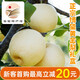 正宗南陽博望黃金梨當(dāng)季現(xiàn)摘新鮮脆甜源頭直發(fā)東方甄選南陽博望梨 9斤 單果80-100g 大果禮盒12個裝
