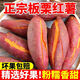 京營(yíng)板栗蜜薯10斤 粉糯紅薯沙地薯新鮮現挖黃心小香薯糖心薯地瓜
